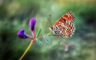 Картинка природа, бабочка, closeup, на открытом воздухе, цветок