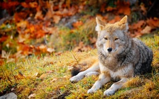 Картинка природа, волк