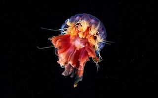 Картинка jellyfish, подводный мир, темный, cyanea capillata