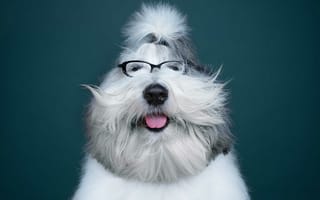 Картинка собака, юмор, очки