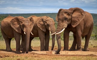 Картинка поле, слон, африка, дикая природа