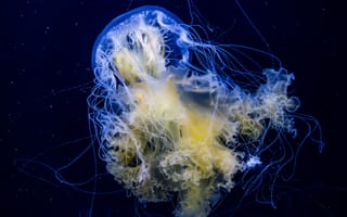 Картинка jellyfish, подводный мир