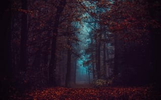 Картинка лес, осень, тропинка, темные, листва, туман