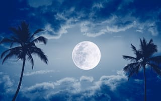 Картинка луна, облака, пальма, ночь, небо