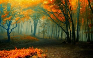 Картинка лес, осень, туман, листва, деревья, природа