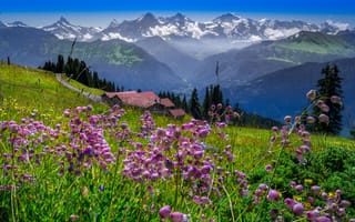 Картинка цветы, горы, весна, beatenberg, природа, швейцария, ландшафт