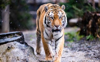 Картинка природа, тигр, дикая кошка