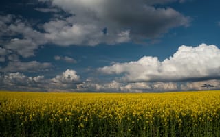 Картинка цветы, поле, небо, облака