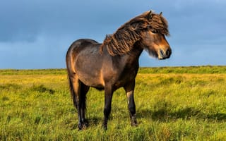 Картинка трава, поле, лошадь