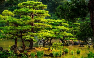 Картинка деревья, озеро, япония, сосновый лес, сад, камень