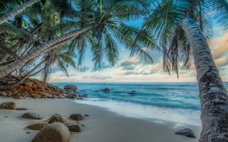 Картинка пляж, тропики, камни, пальма, небо, океан, природа, waves