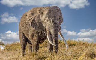 Картинка поле, слон, африка