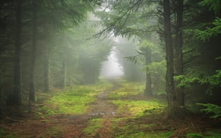 Картинка лес, деревья, туман, природа, дорога