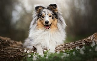 Картинка собака, shetland sheepdog, бревно