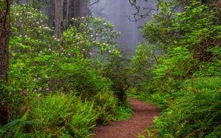 Картинка лес, сша, рододендрон, туман, redwood national park, тропинка