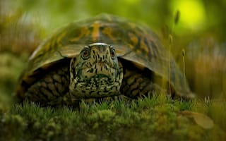 Картинка трава, природа, рептилия, черепаха, box turtle