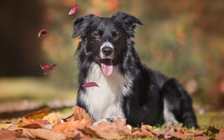 Картинка листва, собака, border collie