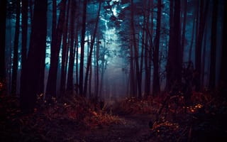 Картинка лес, осень, темные, туман, листва, мистические