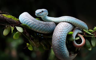 Картинка змея, природа, вайпер, blue viper, ветка