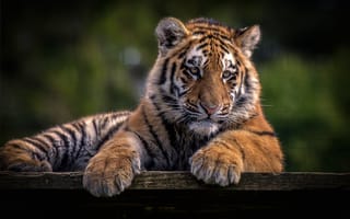 Картинка зоопарк, тигр