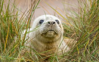 Картинка трава, тюлень, seal pup