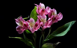 Картинка цветы, alstroemeria, темный