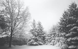 Картинка ветви, деревья, зима, пейзаж, снег