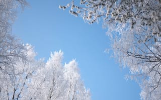 Картинка белый, деревья, зима, небо, простуда, снег
