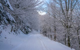 Картинка белый, ветви, деревья, дорога, дорожка, зима, лед, ледяной, лес, мороз, морозный, на открытом воздухе, парк, пейзаж, погода, природа, простуда, снег, снежный, чистый белый цвет