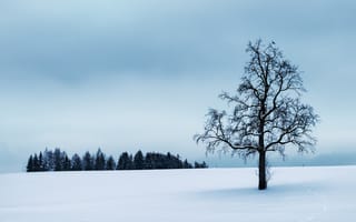 Картинка Австрия, деревья, живописный, зима, зимний пейзаж, идиллический, лед, ледяной, лес, мороз, морозный, мрачный, на открытом воздухе, небо, одиночество, пейзаж, погода, природа, сезон, снег, снежный, спокойный
