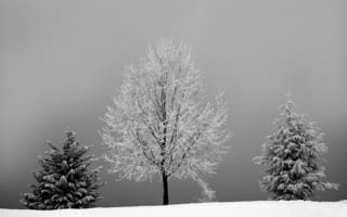 Картинка ветвь, дерево, деревья, зима, зимний пейзаж, лед, монохромный, мороз, морозный, на открытом воздухе, пейзаж, погода, простуда, рассвет, сезон, снег, снежный, три, туман, черно-белый