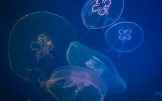Картинка абстрактный, Аквариум, Биология, вода, глубокий, голубой, животное, легкий, медуза, морская жизнь, океан, подводный, цвет