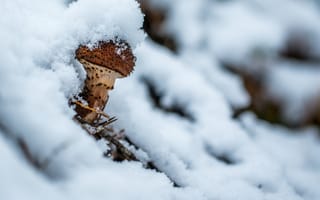 Картинка гриб, дерево, живописный, зима, лед, мороз, морозный, на открытом воздухе, пейзаж, погода, простуда, сезон, снег, снежинка, снежный, чистый белый цвет