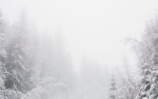 Картинка декабрь, деревья, живописный, зима, лес, мороз, морозный, погода, природа, простуда, сезон, снег, снежинки, снежный, туман, туманный, хвойные деревья