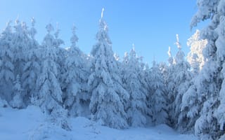 Картинка голубое небо, деревья, дневной свет, живописный, заснеженный, зима, лед, лес, мороз, морозный, погода, природа, простуда, сезон, снег, снежный