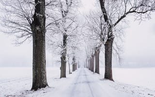 Картинка ветвь, декабрь, деревья, дорожка, живописный, зима, зимний пейзаж, лед, ледяной, метель, мороз, морозный, на открытом воздухе, погода, природа, простуда, сезон, снег, снегопад, снежный, туман, чистый белый цвет