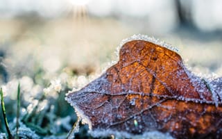 Картинка дневной свет, живописный, зима, крупный план, лед, лист, макросъемка, максросъемка, мороз, морозный, на открытом воздухе, осень, простуда, сад, сезон, снег, трава, цвет