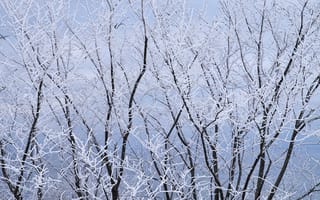 Картинка ветви, зима, простуда, сезон, снег
