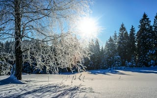 Картинка ветви, восход, деревья, дневной свет, живописный, зима, лес, на открытом воздухе, окружающая среда, погода, природа, простуда, снег, снежный, солнечный свет, солнце