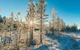 Картинка деревья, дневное время, живописный, зима, на открытом воздухе, окружающая среда, покрытый снегом, природа, простуда, сезон, снег, снежный, челендж на улице