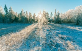 Картинка деревья, дневной свет, живописный, зима, лед, лес, на открытом воздухе, погода, природа, простуда, сезон, снег, снежный, челендж на улице