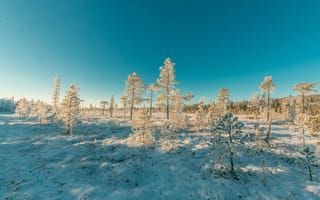 Картинка деревья, дневной свет, живописный, зима, на открытом воздухе, погода, природа, простуда, сезон, снег, снежный