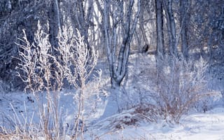 Картинка деревья, дневное время, зима, лед, ледяной, погода, природа, простуда, сезон, снег, снежный