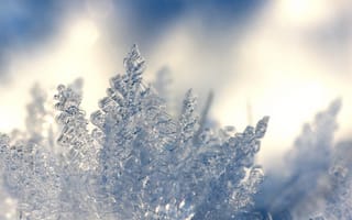 Картинка зима, лед, ледяные кристаллы, максросъемка, мороз, морозная погода, морозный, погода, простуда, сезон, снег