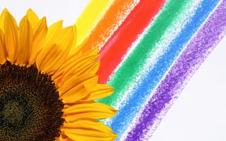Картинка абстрактный, декорация, желтый, красивый, красочный, округлый, отдельный, подсолнечник, радуга, раскраска, узор, флора, цвет, цвета радуги, цветок, яркий