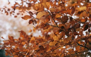 Картинка абстрактный, ветвь, дерево, золотистый, лист, на открытом воздухе, осенние листья, осень, падать, падающие листья, сезон, спуск, цвет, яркий