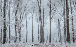 Картинка деревья, живописный, зима, лес, погода, простуда, сезон, снег, снежный, туман