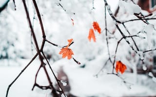 Картинка ветвь, зима, листья, погода, простуда, сезон, снег