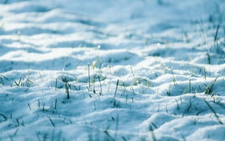 Картинка глубина резкости, зима, крупный план, ледяной, мороз, морозная погода, морозный, на открытом воздухе, окружающая среда, природа, простуда, размытый, сезон, снег, снежный, текстура, трава, фокус