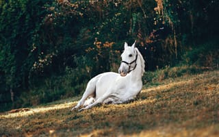 Картинка белая лошадь, дневной свет, домашнее животное, животное, конный спорт, красивый, лошадь, млекопитающее, на открытом воздухе, отдых, пейзаж, трава